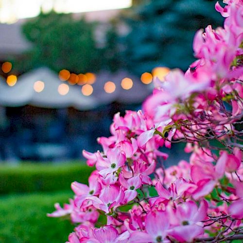 A close-up of vibrant pink flowers, with blurred garden lights and greenery in the background, creating a serene and picturesque scene.