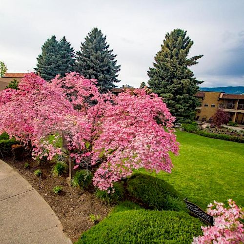 A courtyard features vibrant pink blossoming trees, green lawn, and surrounding buildings under a partly cloudy sky, creating a serene atmosphere.