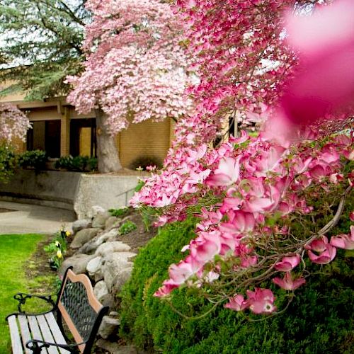 The image shows a serene garden with a wooden bench, vibrant pink flowers on trees, green bushes, and a stone path leading to a quaint building.