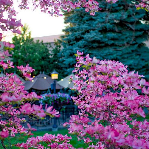 The image shows a charming outdoor scene with pink flowering trees in the foreground, a lit lamppost, umbrellas, and evergreen trees in the background.